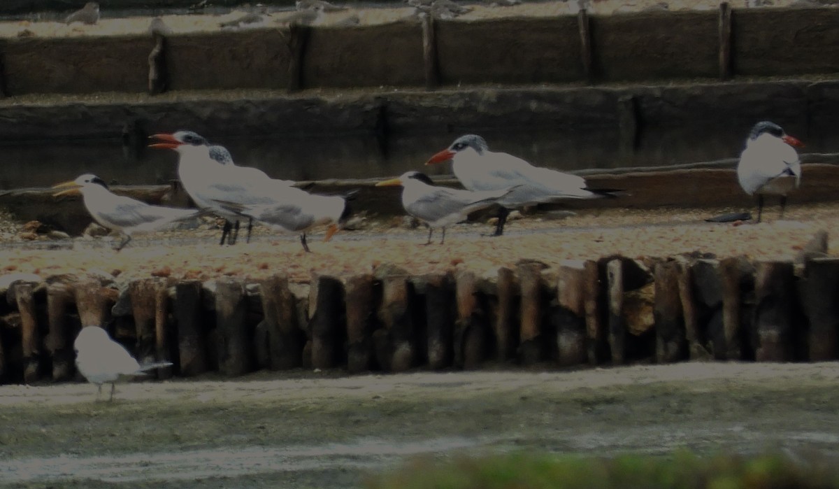 Caspian Tern - ML612823815