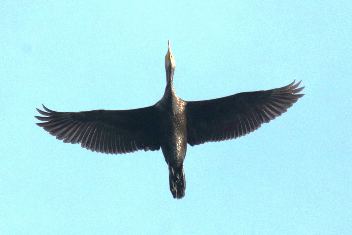 Great Cormorant - Jan Roedolf