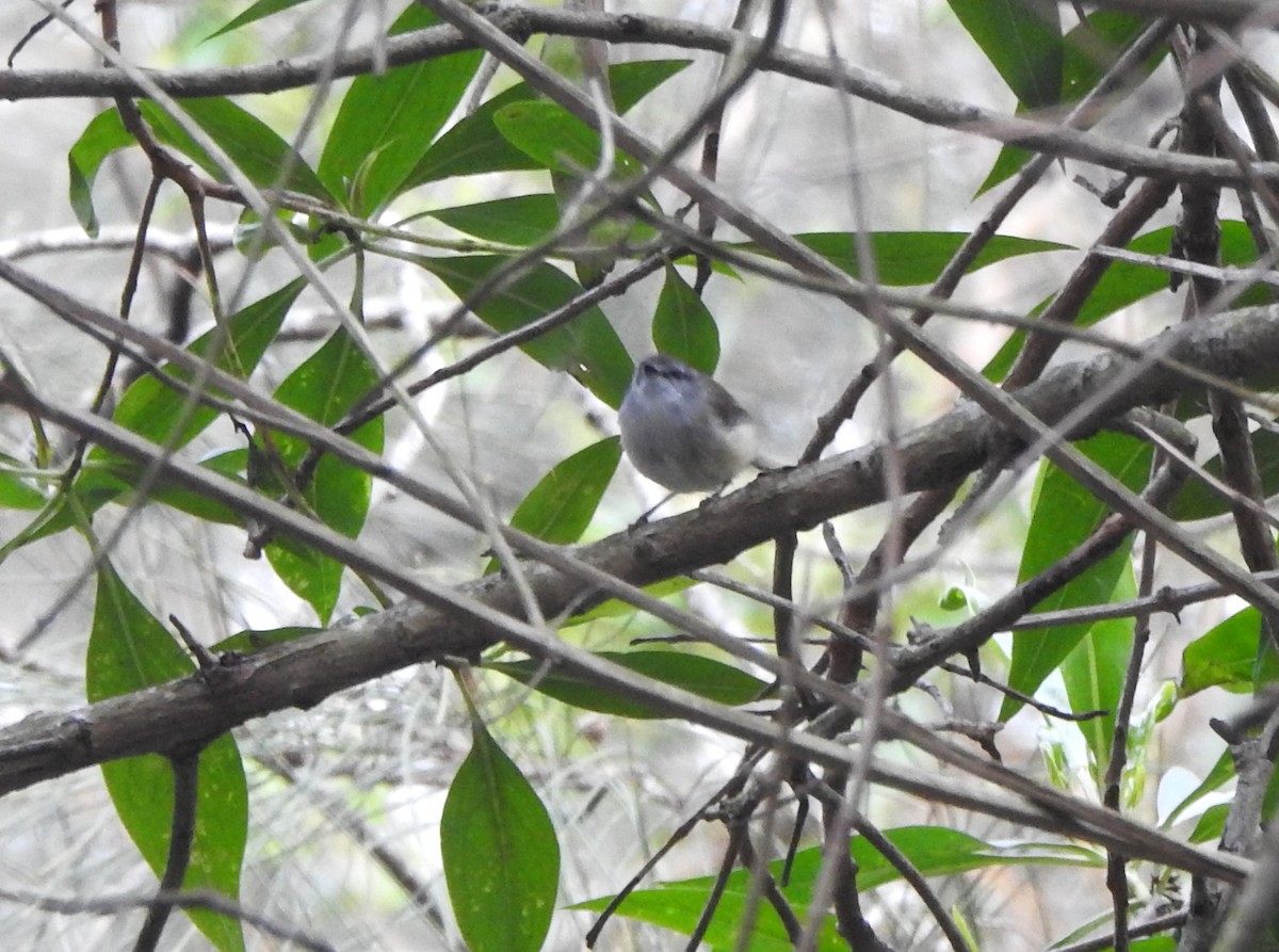 Brown Gerygone - ML612823840
