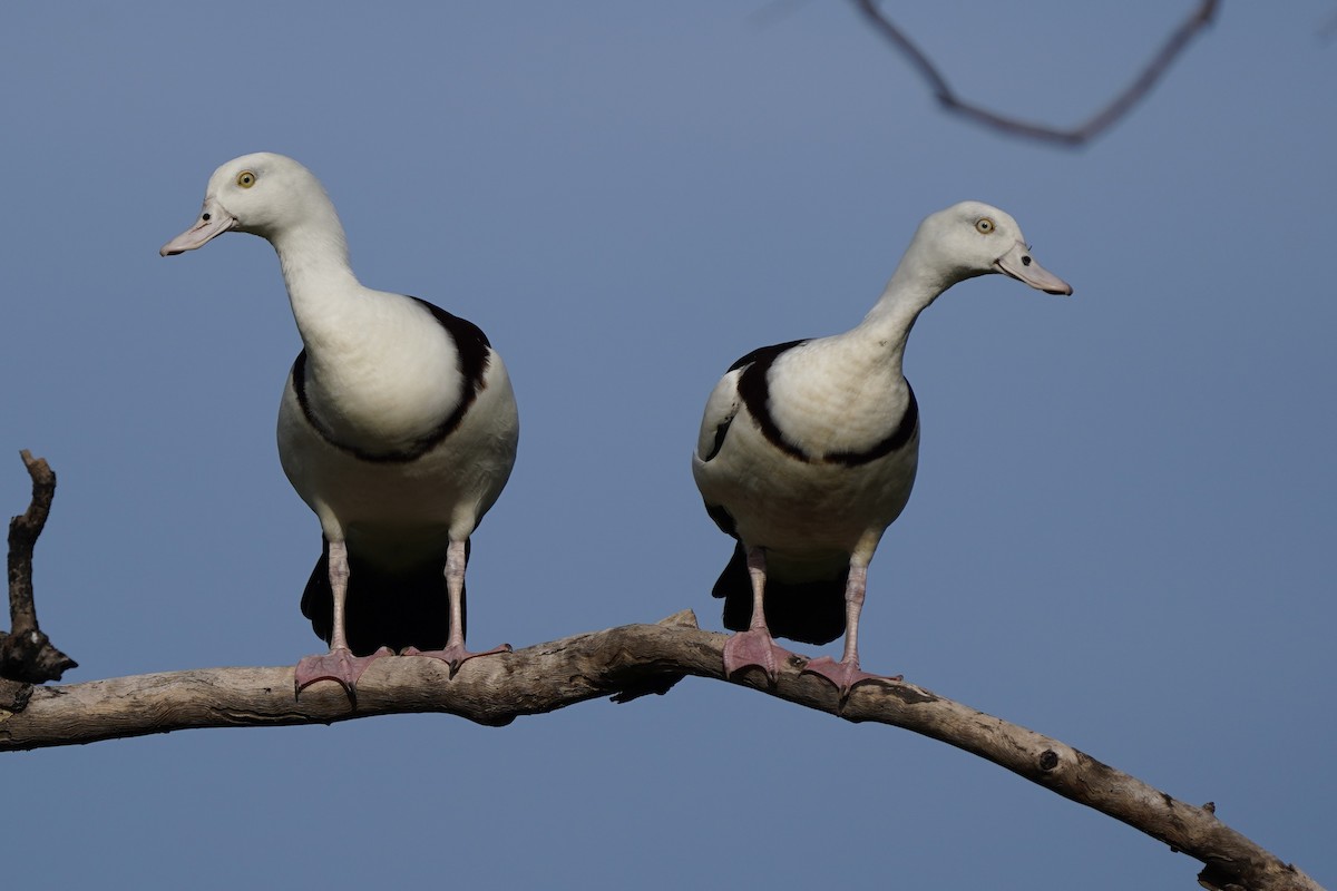 Radjah Shelduck - ML612823845