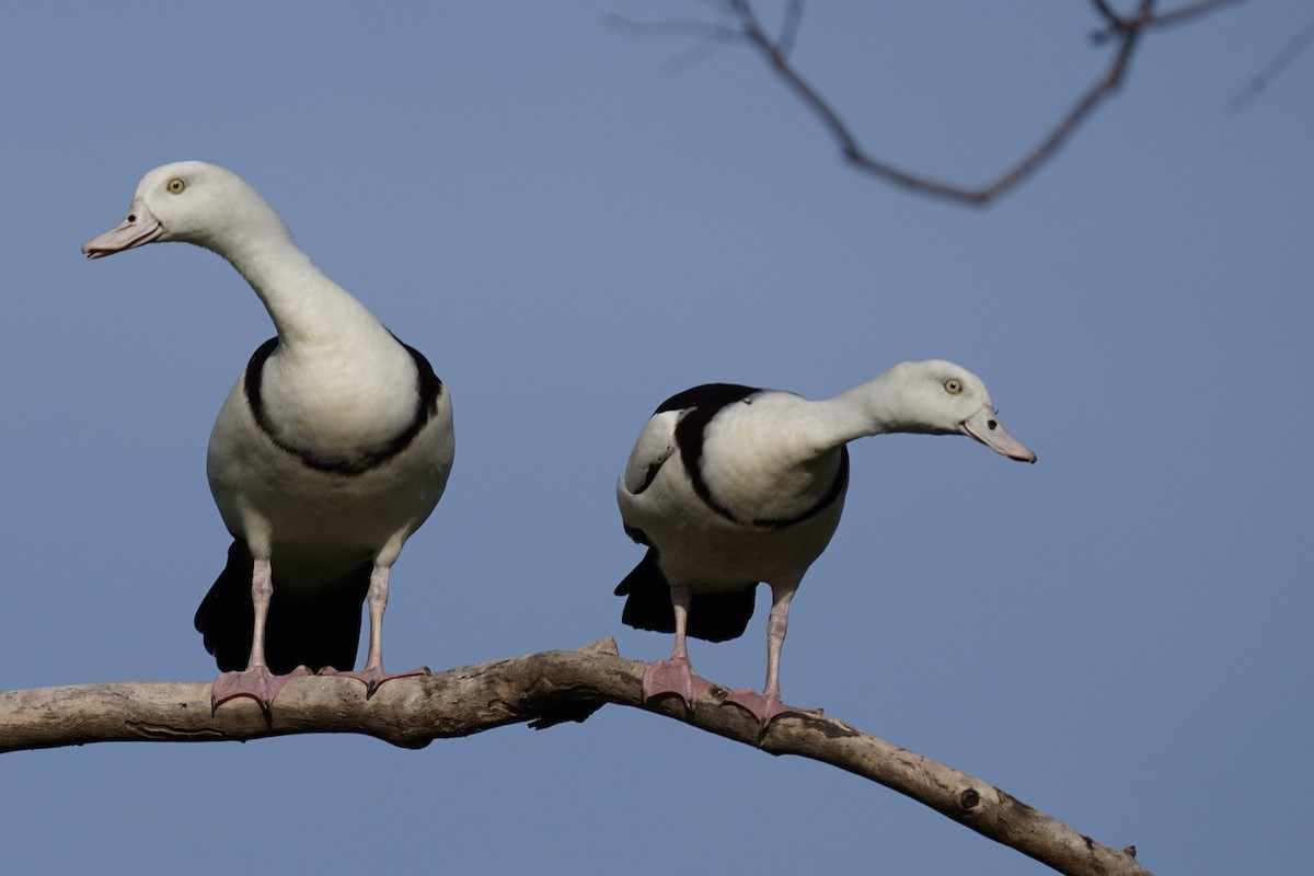 Radjah Shelduck - ML612823846