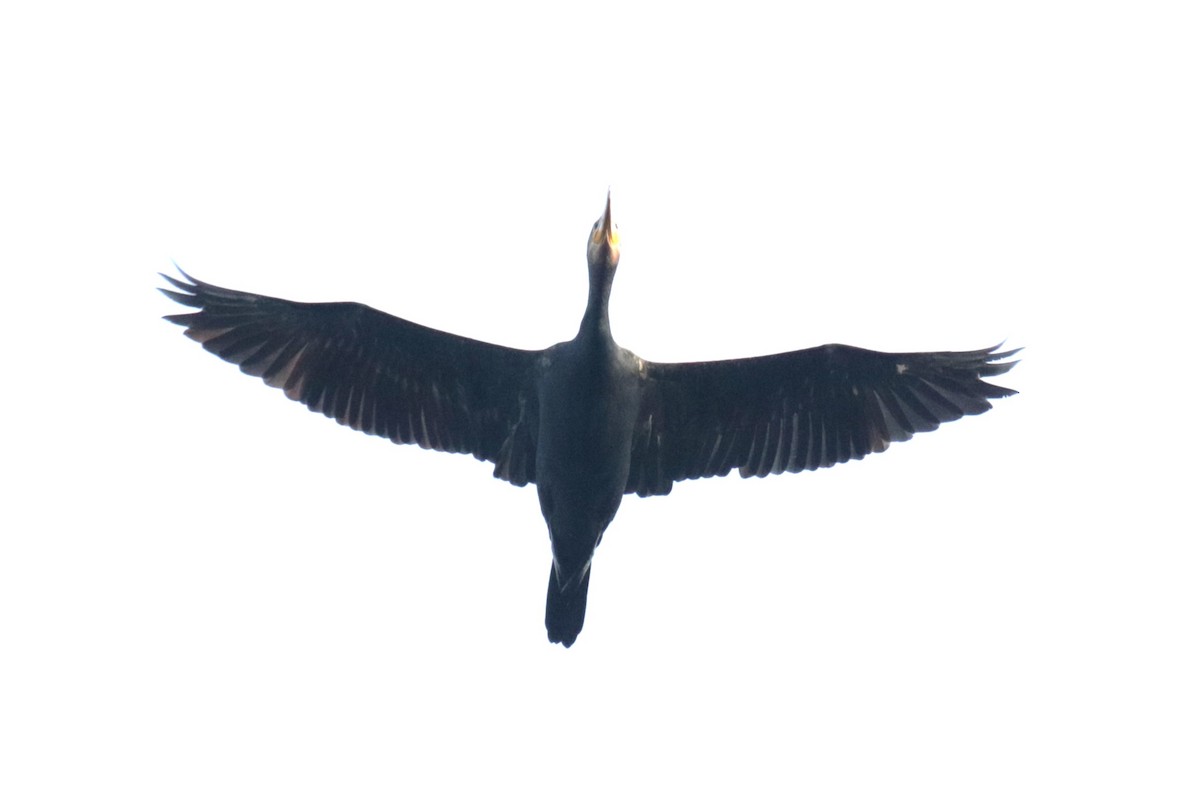 Great Cormorant - Jan Roedolf