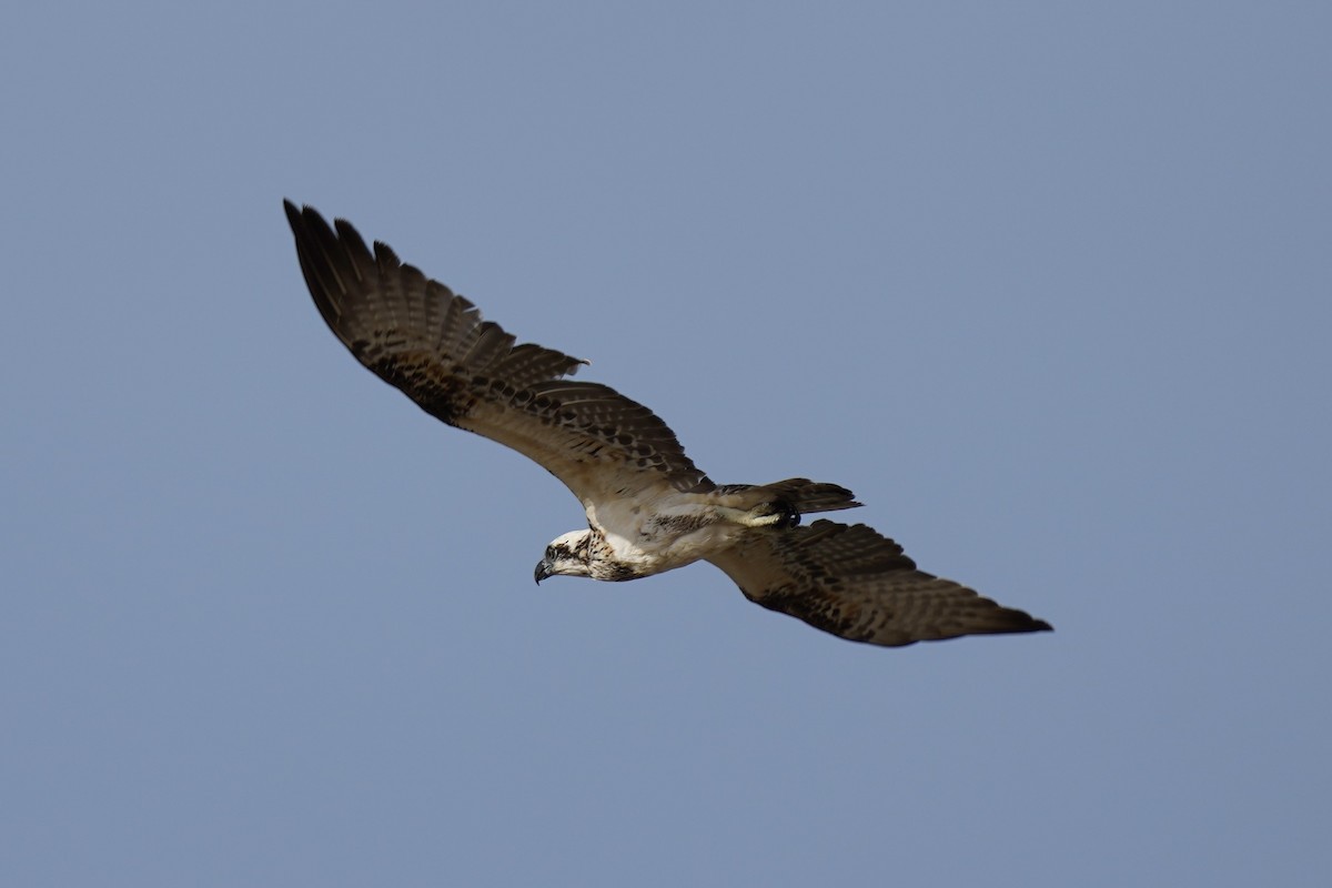 Osprey (Australasian) - Joshua Moody