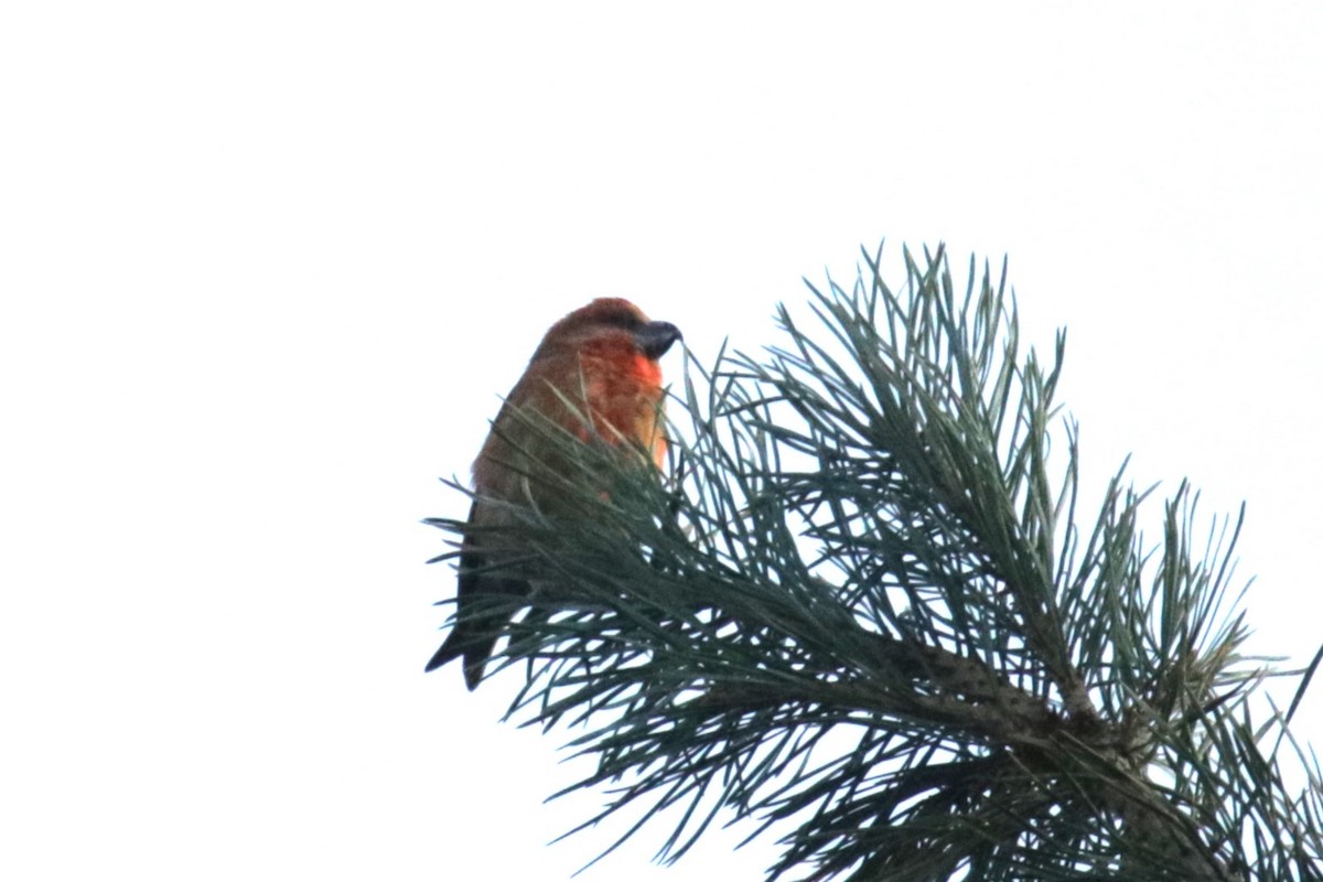 Parrot Crossbill - Jan Roedolf