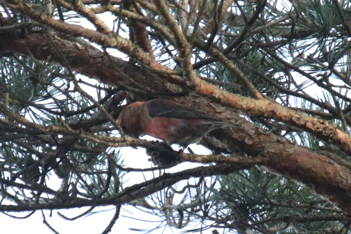 Parrot Crossbill - Jan Roedolf