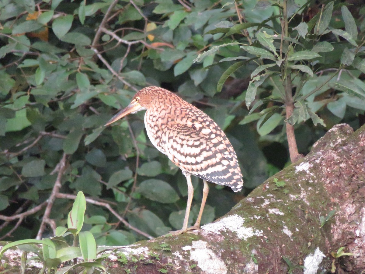 Rufescent Tiger-Heron - Eric  Newton