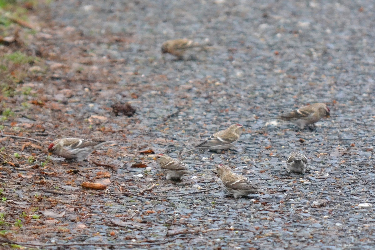 Common Redpoll - ML612823960