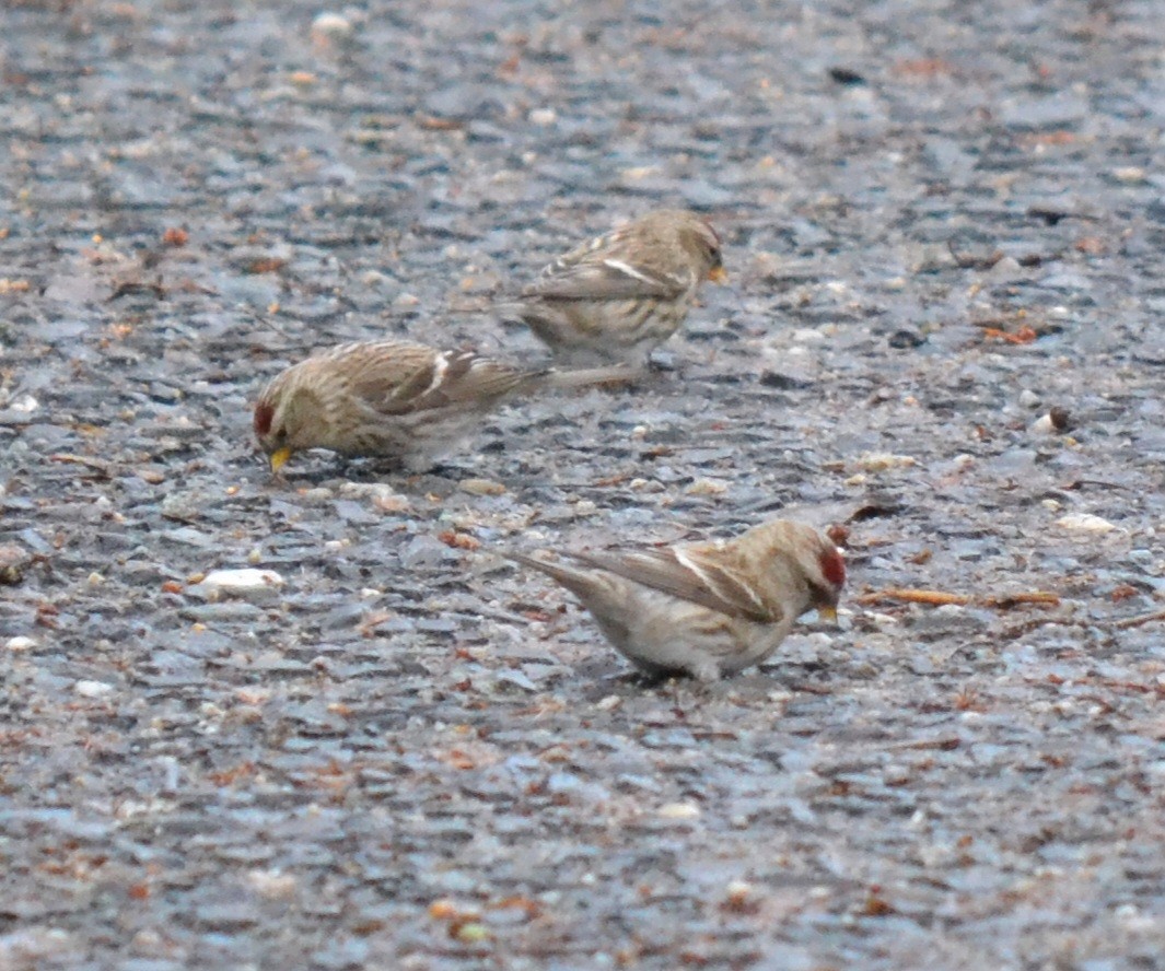 Common Redpoll - ML612823963