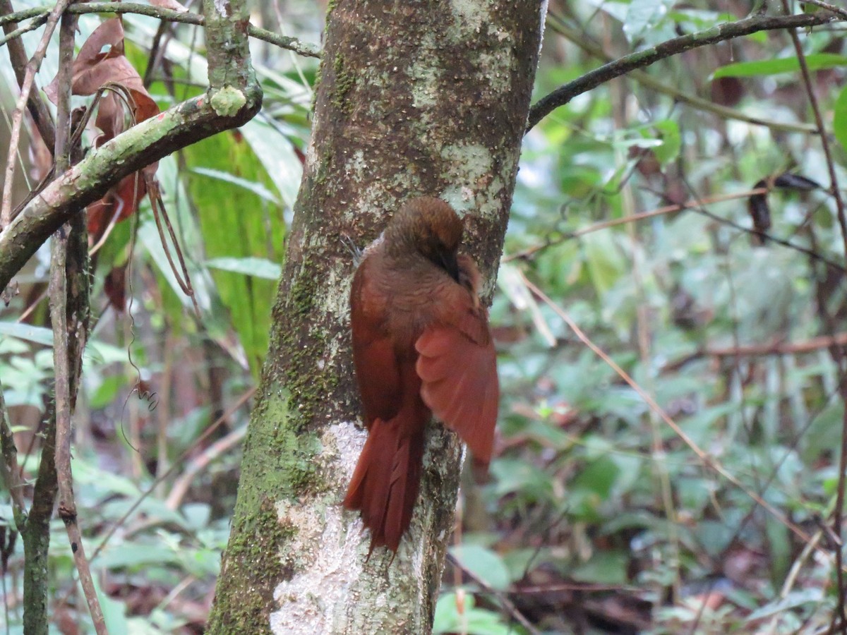 Northern Barred-Woodcreeper - Eric  Newton