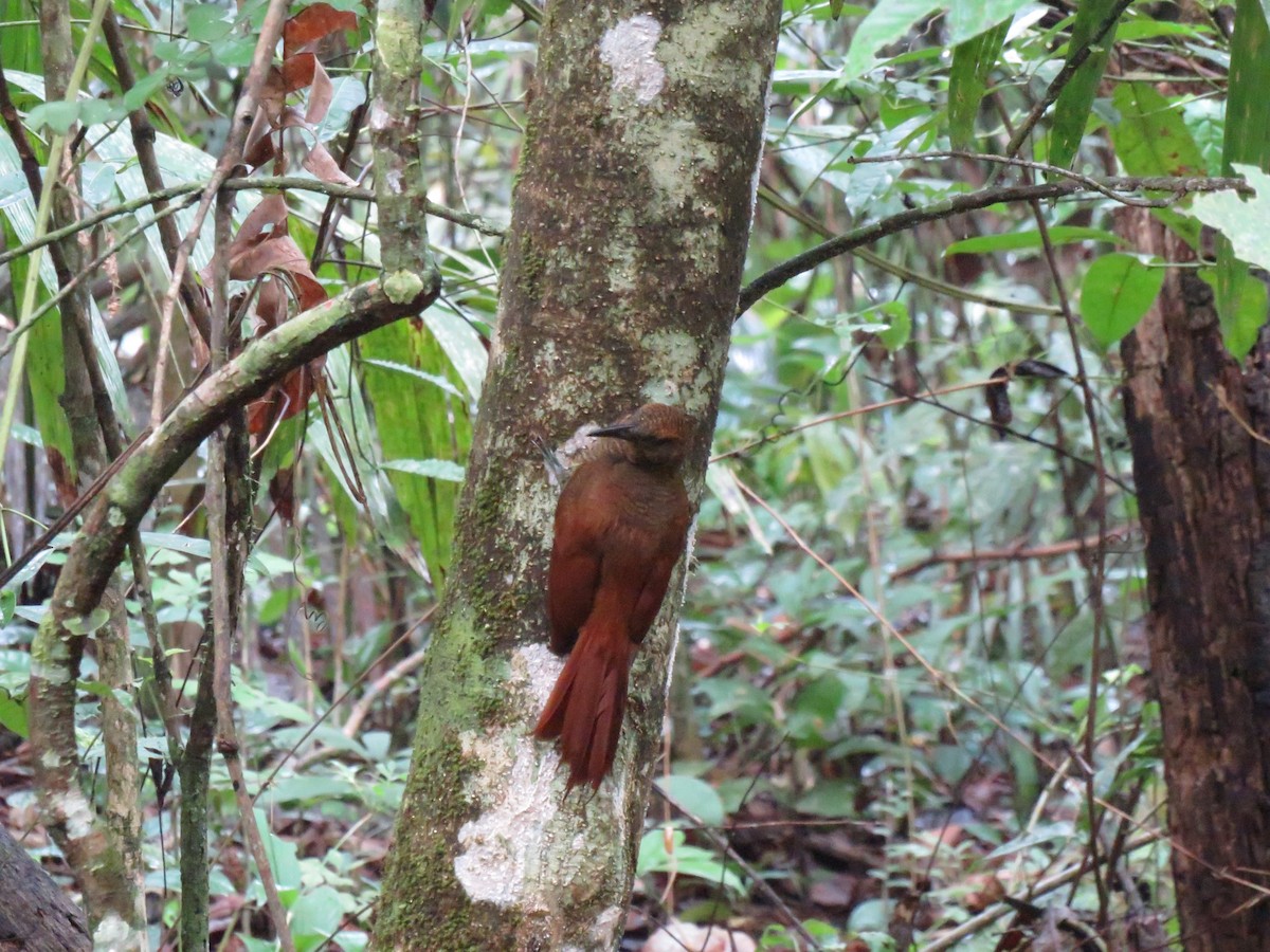 Northern Barred-Woodcreeper - Eric  Newton