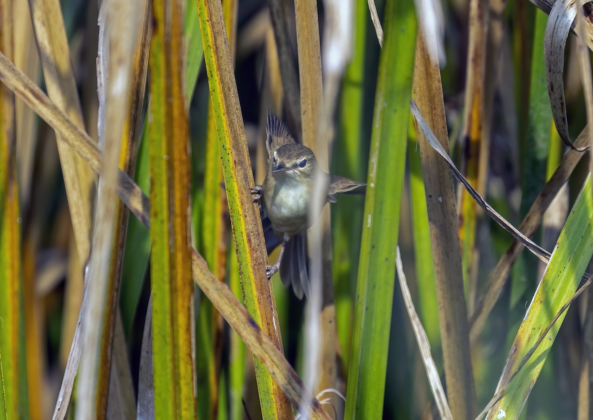 Blunt-winged Warbler - Anthony Sawbridge