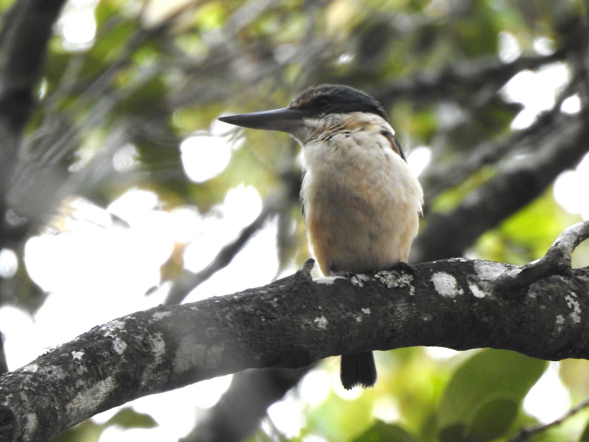 Sacred Kingfisher (Australasian) - ML612824046