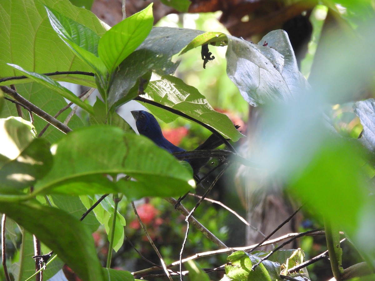 Blue-black Grosbeak - ML612824047