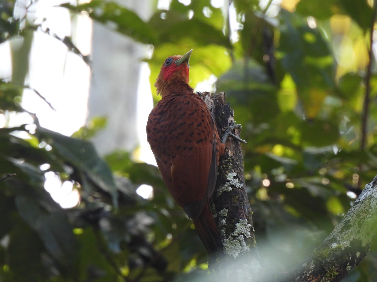 Chestnut-colored Woodpecker - ML612824052