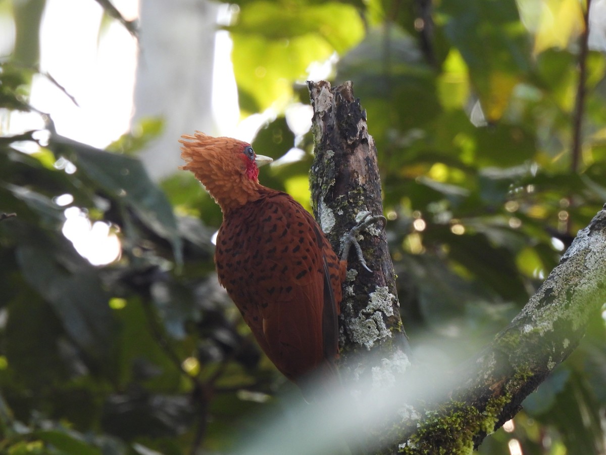 Chestnut-colored Woodpecker - ML612824053