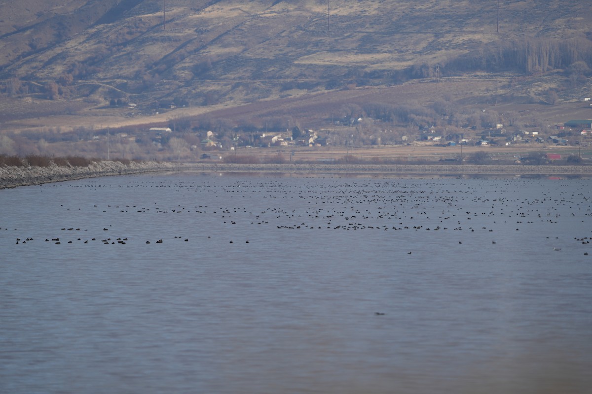 tanımsız ördek (Anatinae sp.) - ML612824068