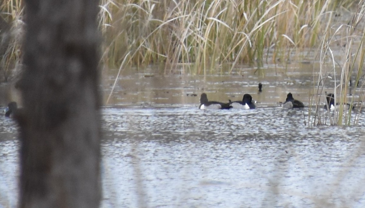Ring-necked Duck - ML612824145