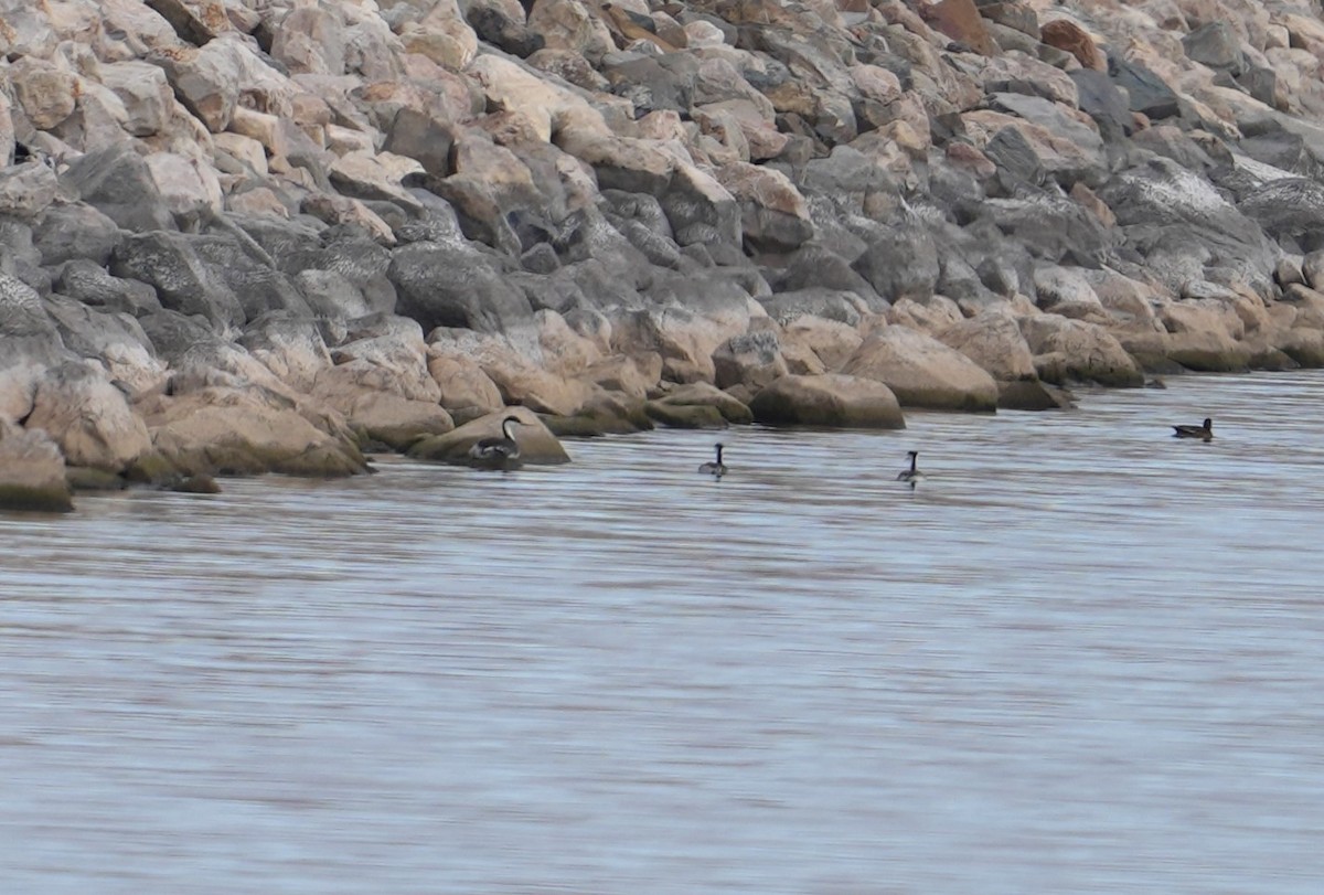 Western Grebe - ML612824165