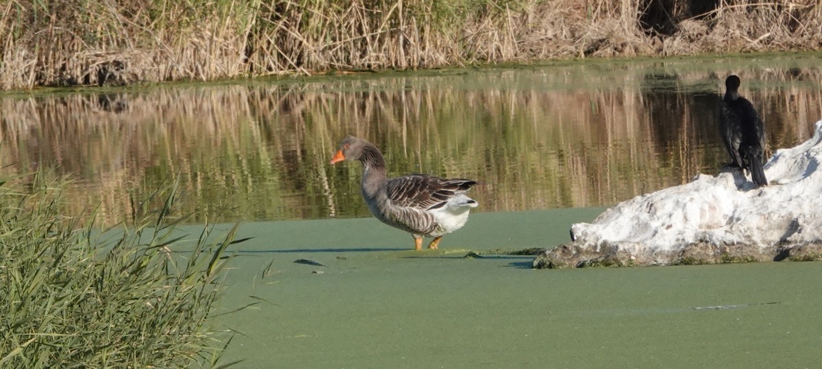 Graylag Goose (Domestic type) - ML612824175