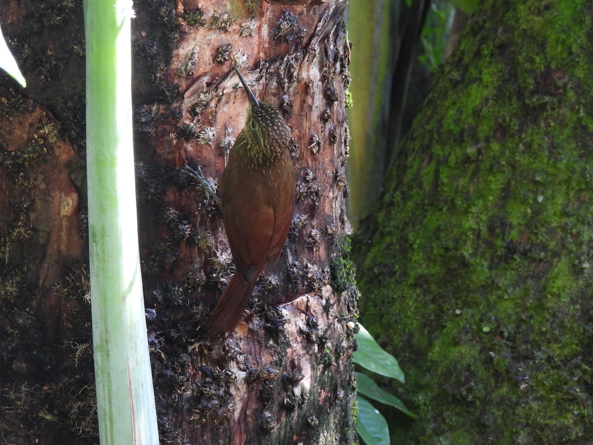 Cocoa Woodcreeper - ML612824180