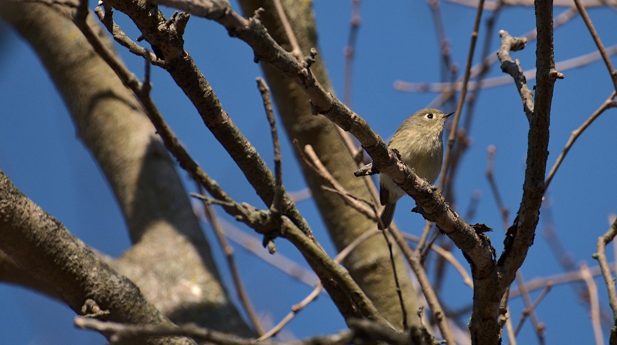 Ruby-crowned Kinglet - Q P