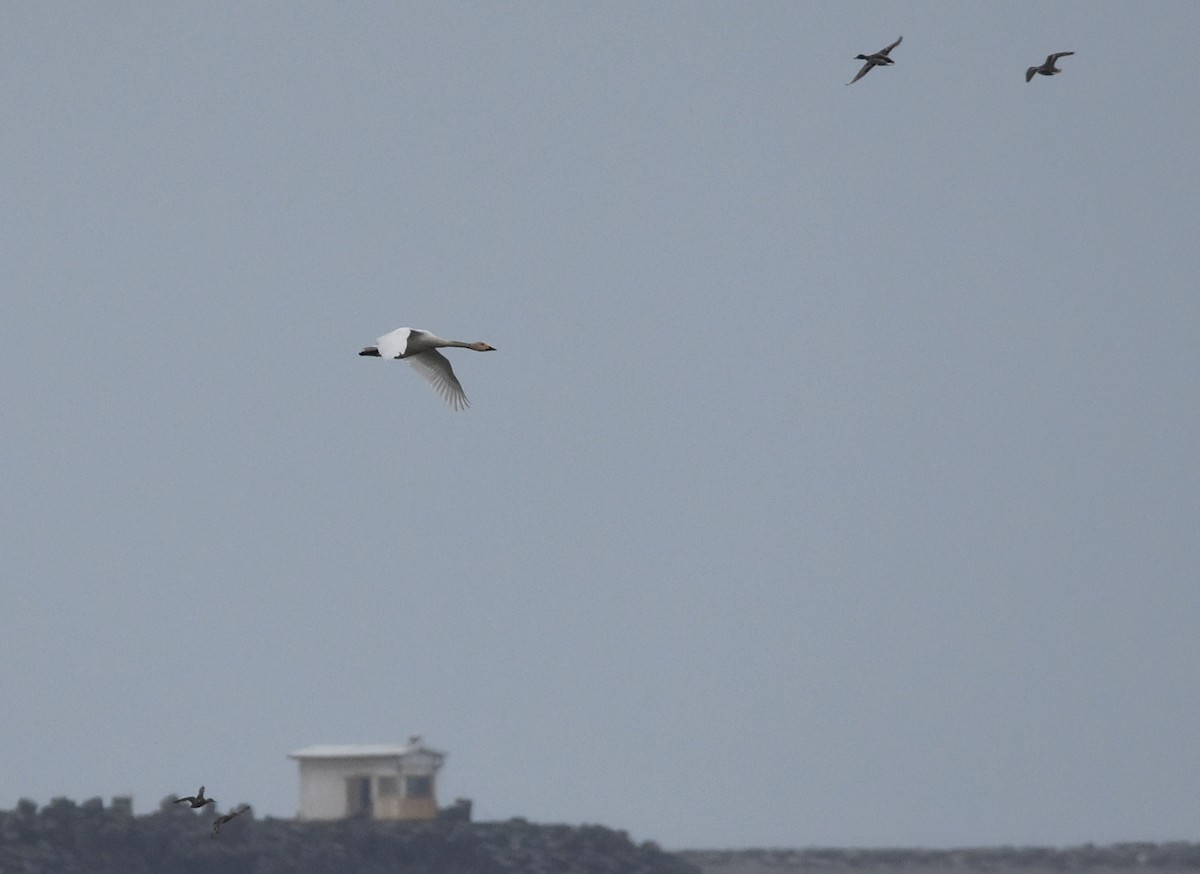 Tundra Swan - ML612824192