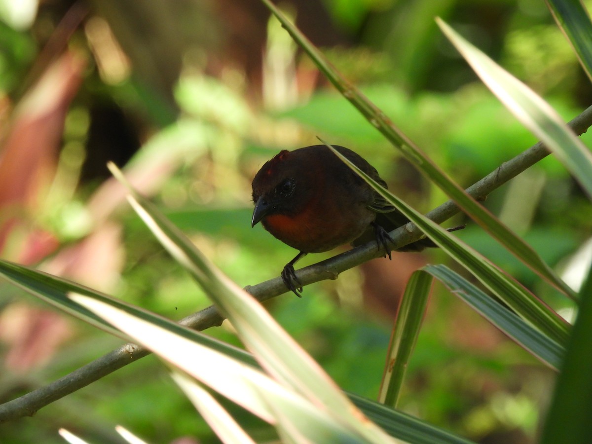 Red-throated Ant-Tanager - ML612824193