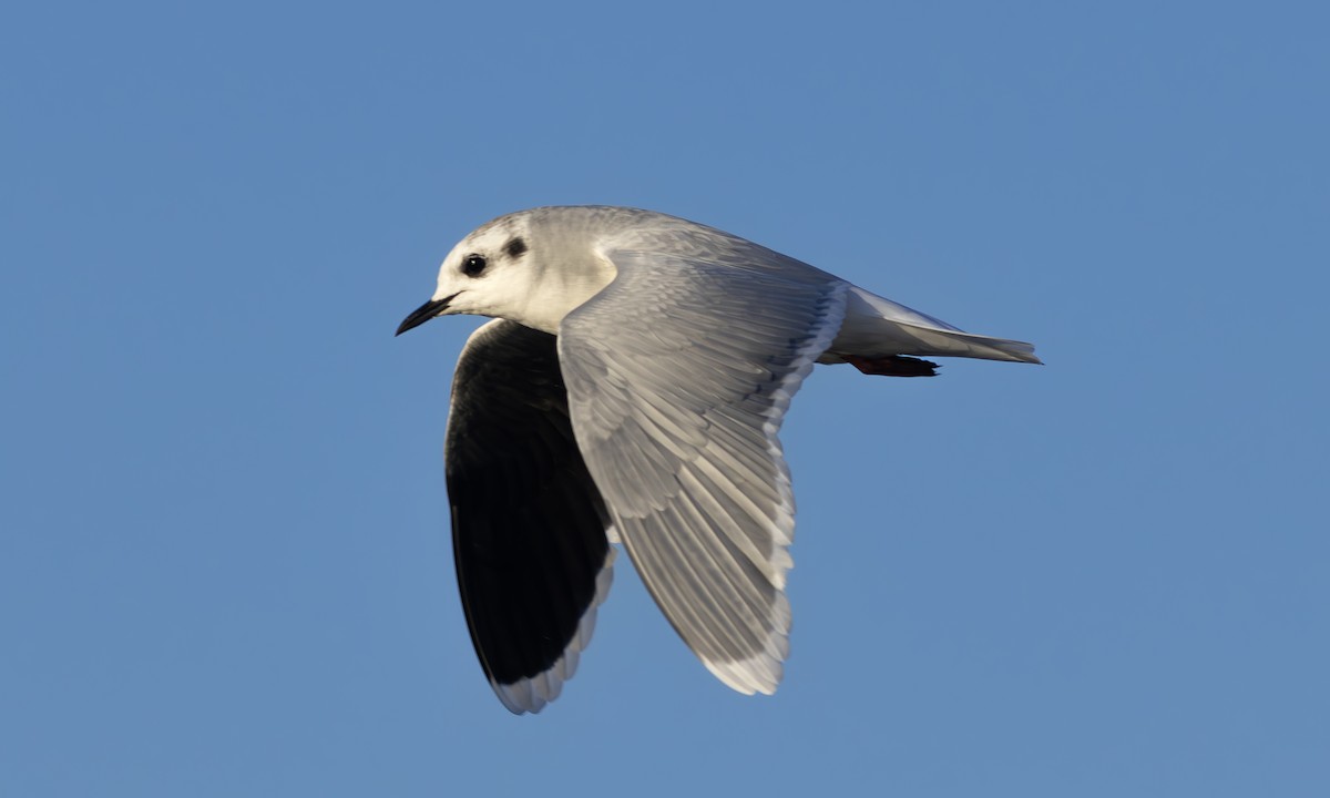 Little Gull - Alper Yılmaz