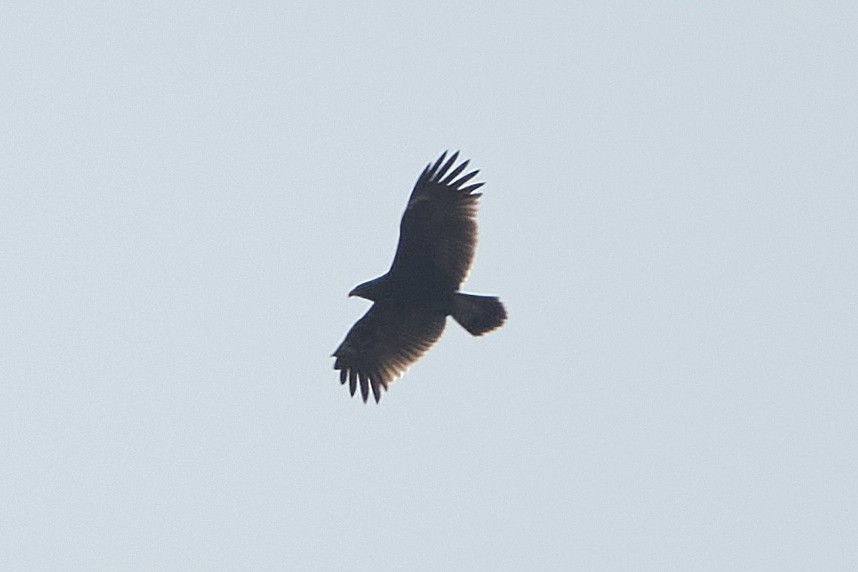 Greater Spotted Eagle - ML612824282