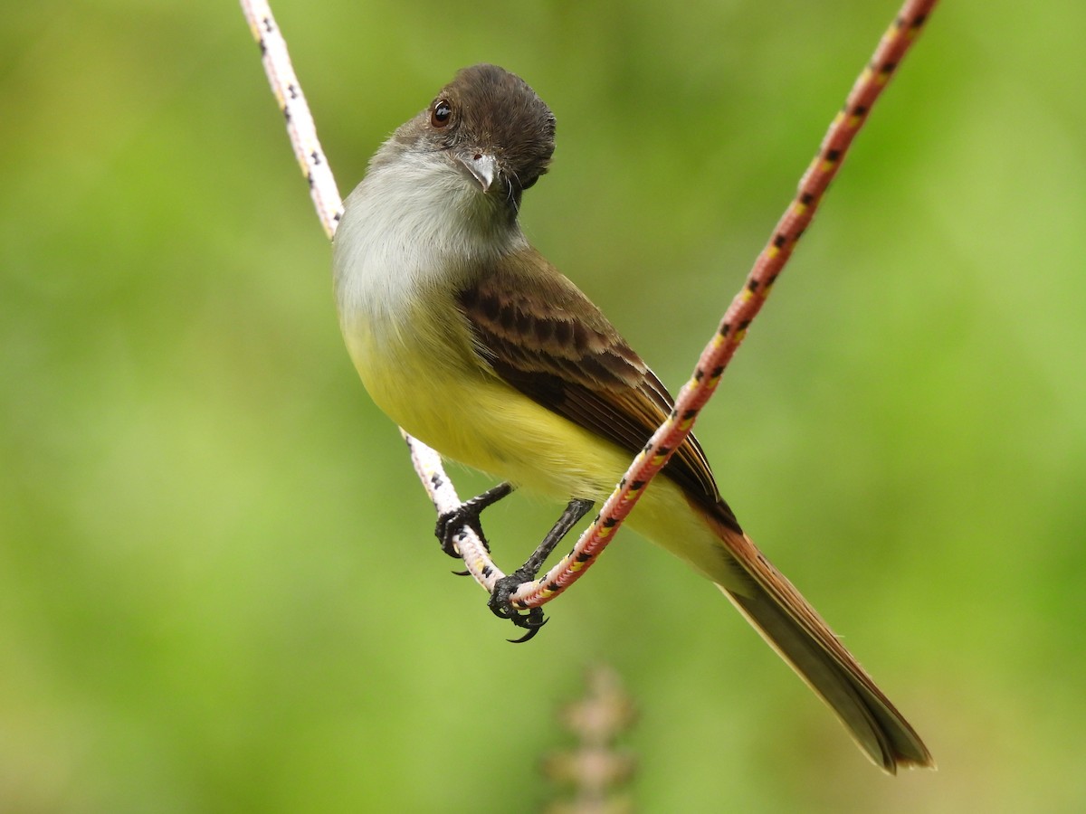 Dusky-capped Flycatcher - ML612824327