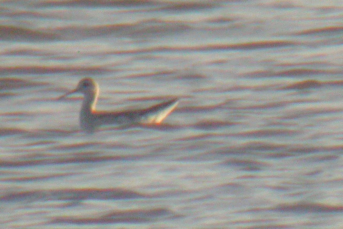 Wilson's Phalarope - ML612824350