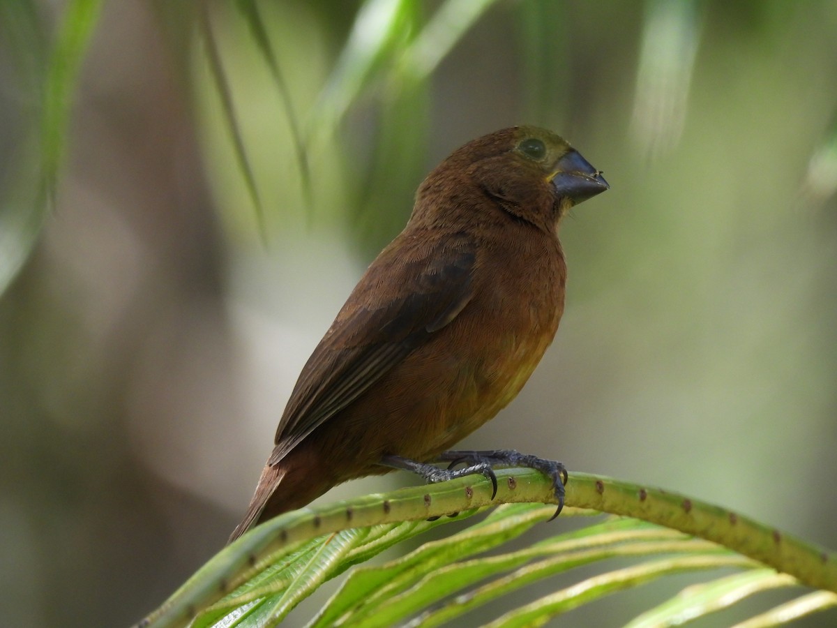 Sporophile à bec fort - ML612824363