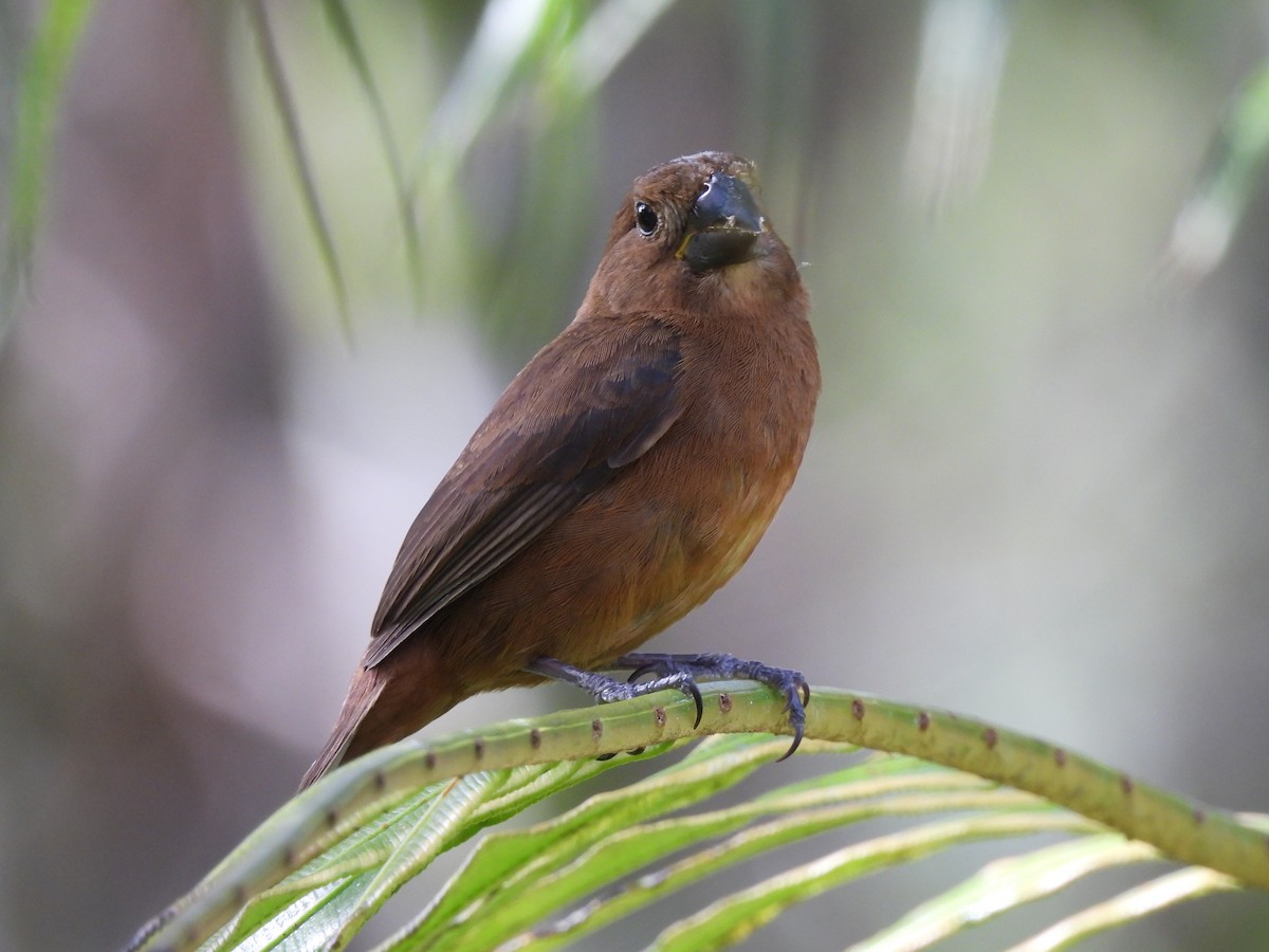Thick-billed Seed-Finch - ML612824364