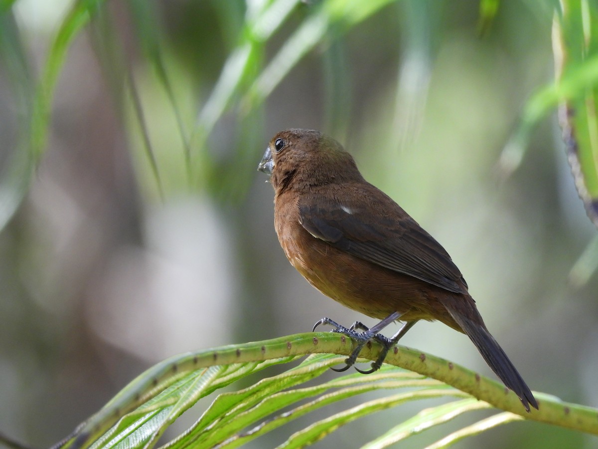 Thick-billed Seed-Finch - ML612824365