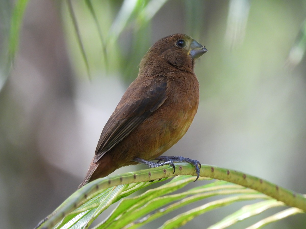 Thick-billed Seed-Finch - ML612824366