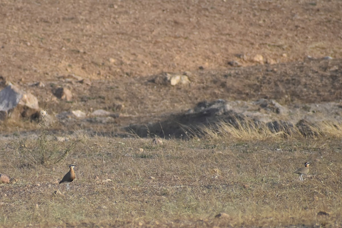 Indian Courser - ML612824407