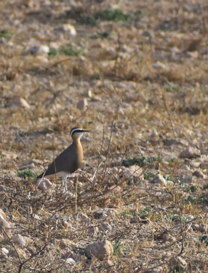 Indian Courser - ML612824441