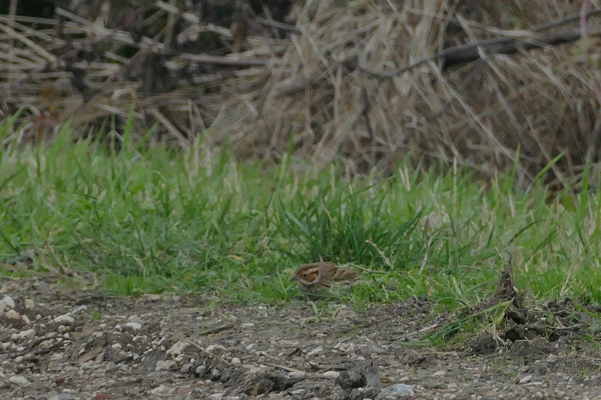 Little Bunting - ML612824455