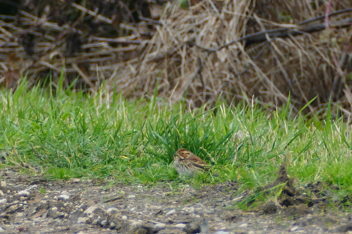 Little Bunting - ML612824456