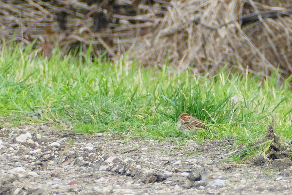 Little Bunting - ML612824457