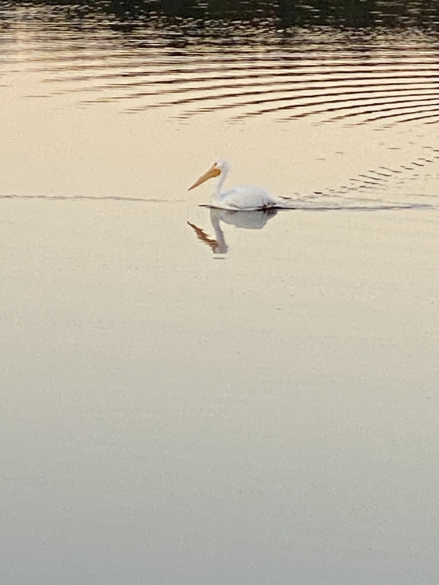 American White Pelican - ML612824476