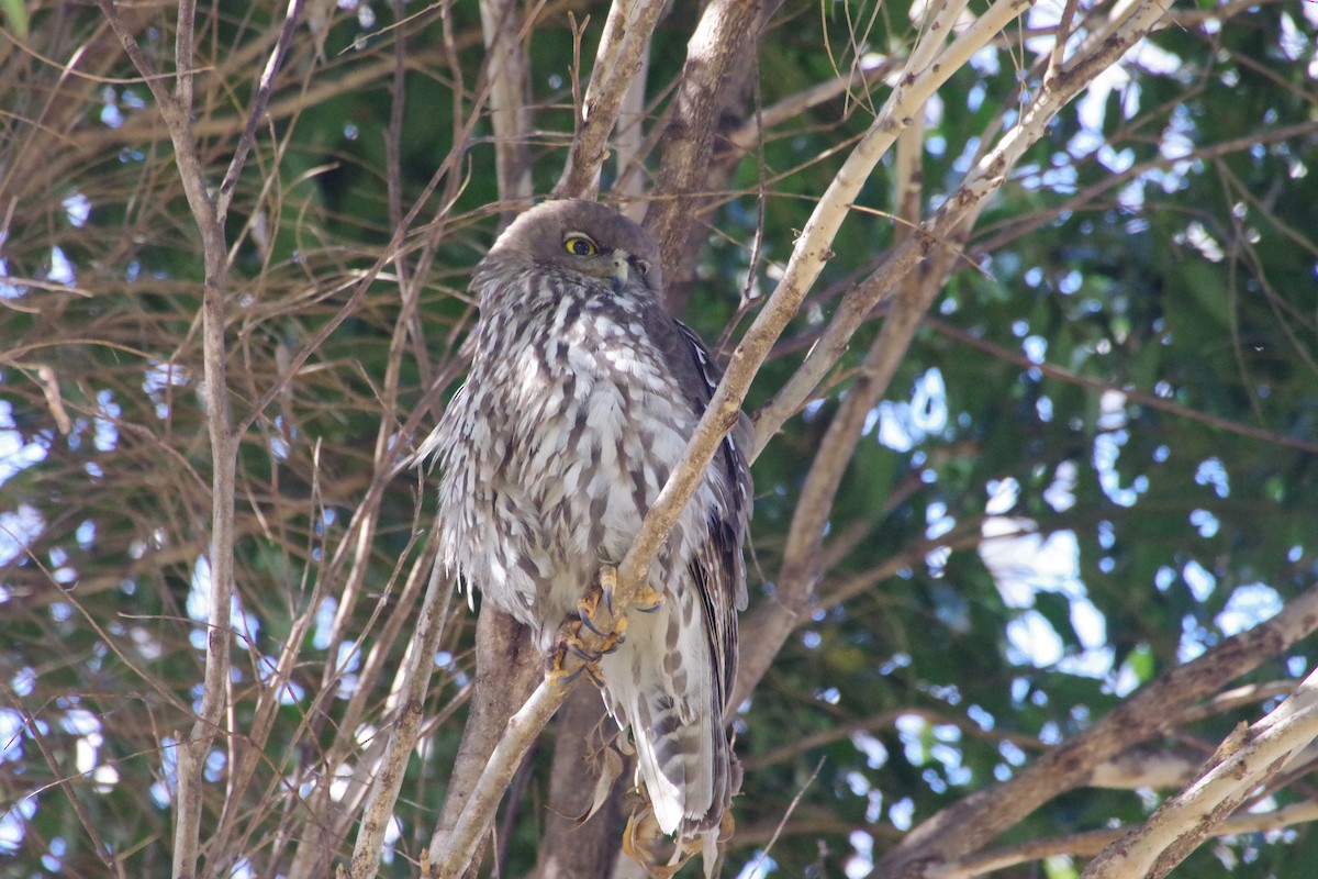 Barking Owl - ML612824491