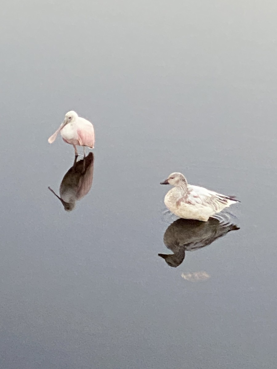 Roseate Spoonbill - ML612824507