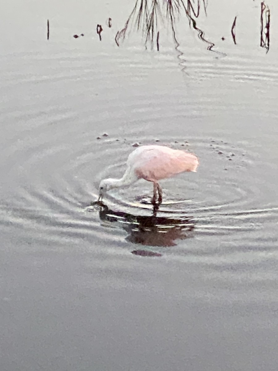 Roseate Spoonbill - ML612824508