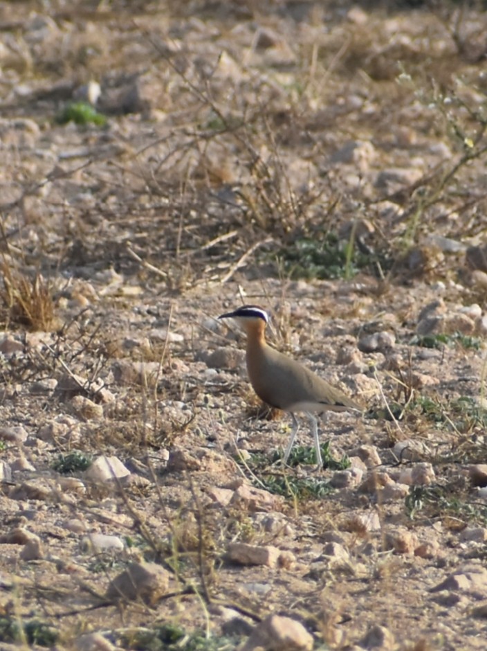 Indian Courser - ML612824522