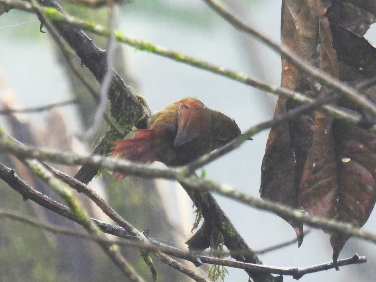 Red-faced Spinetail - ML612824565