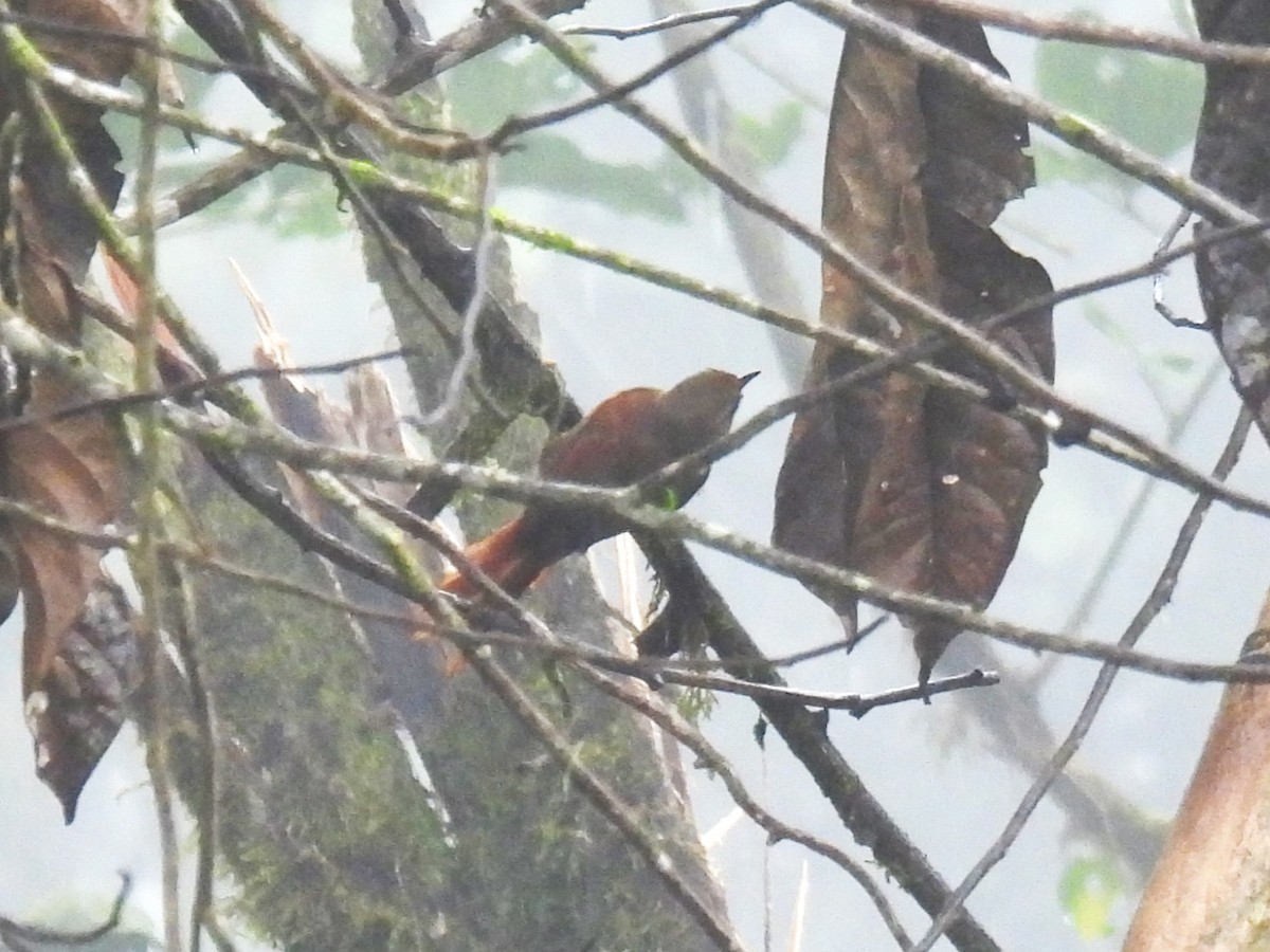 Red-faced Spinetail - ML612824575