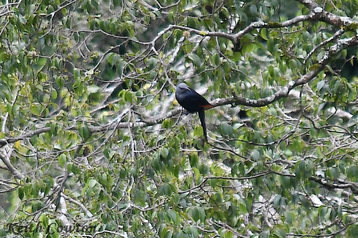 Slender-billed Starling - Keith Cowton