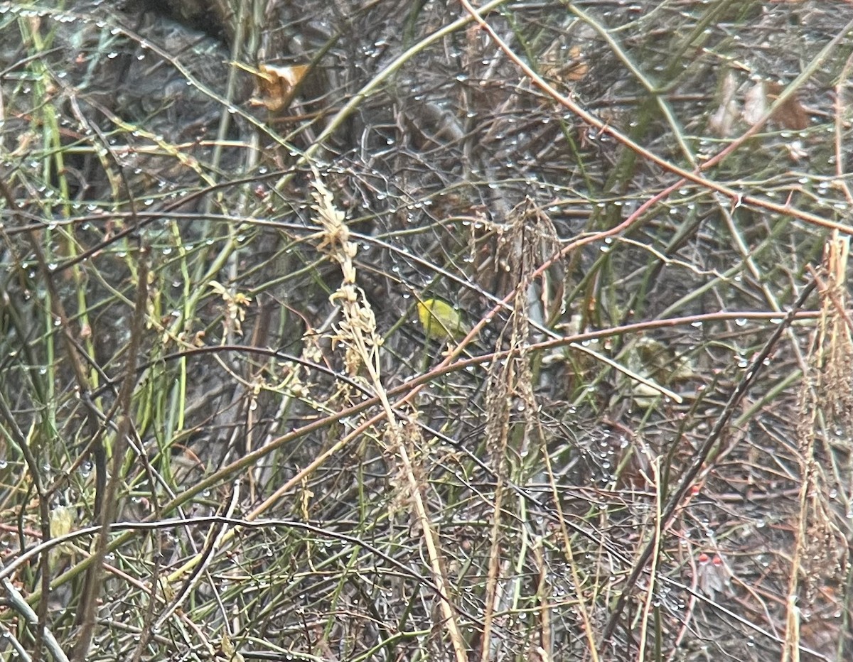 Wilson's Warbler - Tom Foley