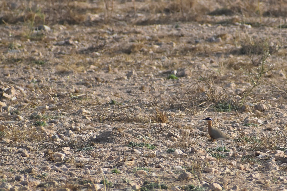 Indian Courser - ML612824804
